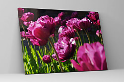 Úžasný obraz s tulipánmi zs1299